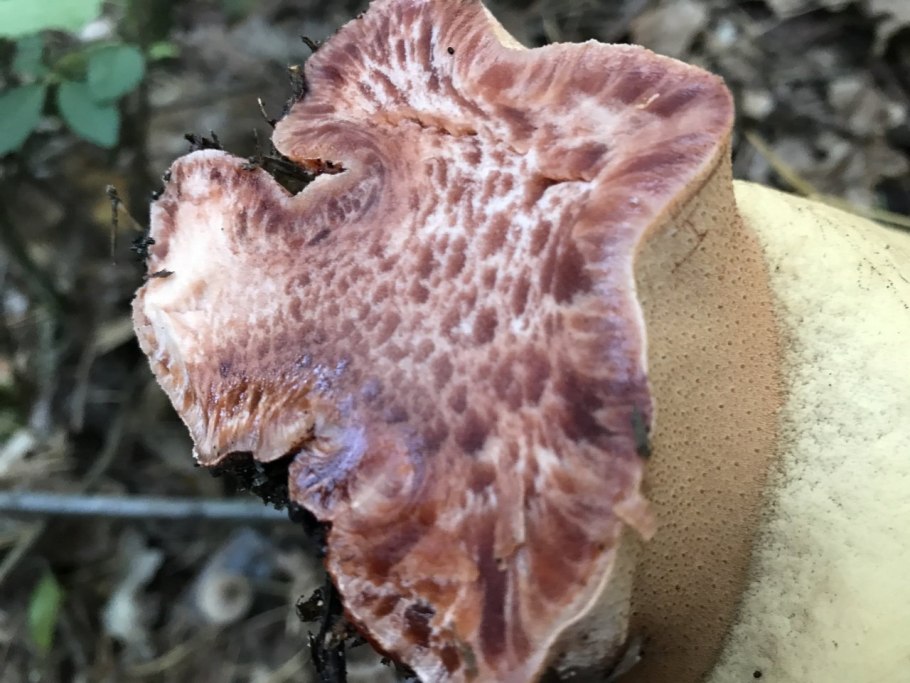 Fistulina hepatica