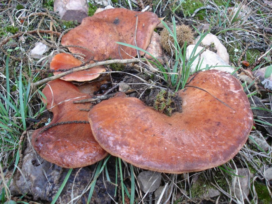 Печёночница (Fistulina hepatica)