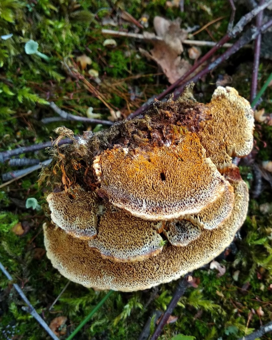 Гриб печеночница (Fistulina hepatica),