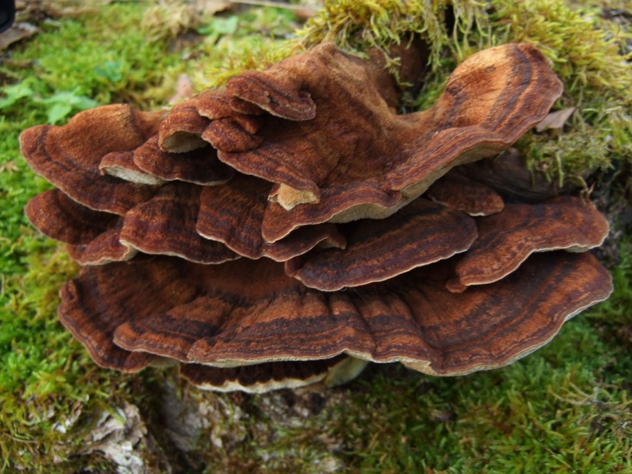 Трутовик печеночник гриб