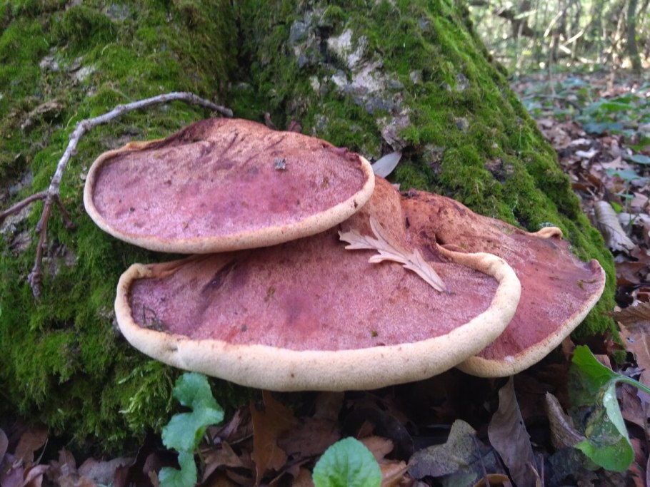 Печёночница обыкновенная гриб