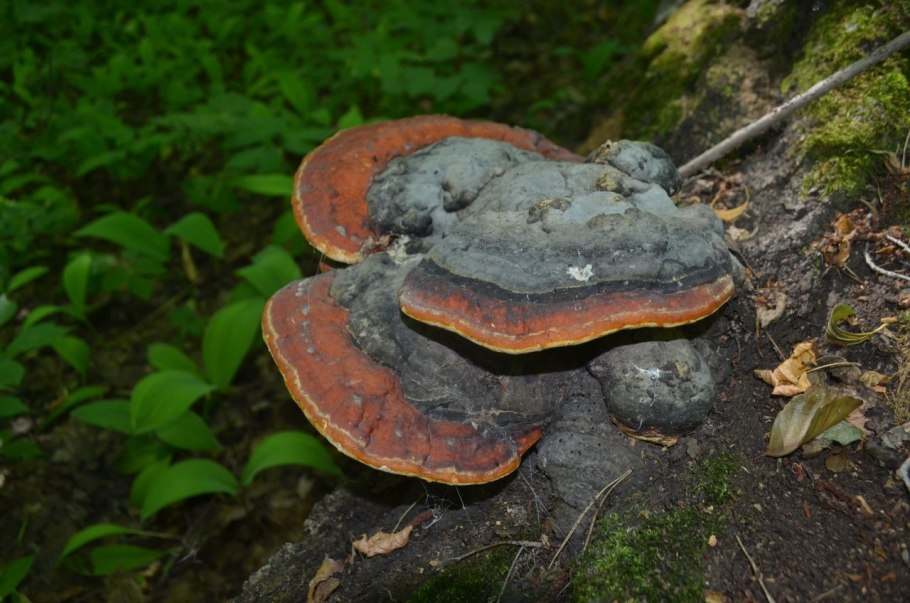 Трутовик окаймленный