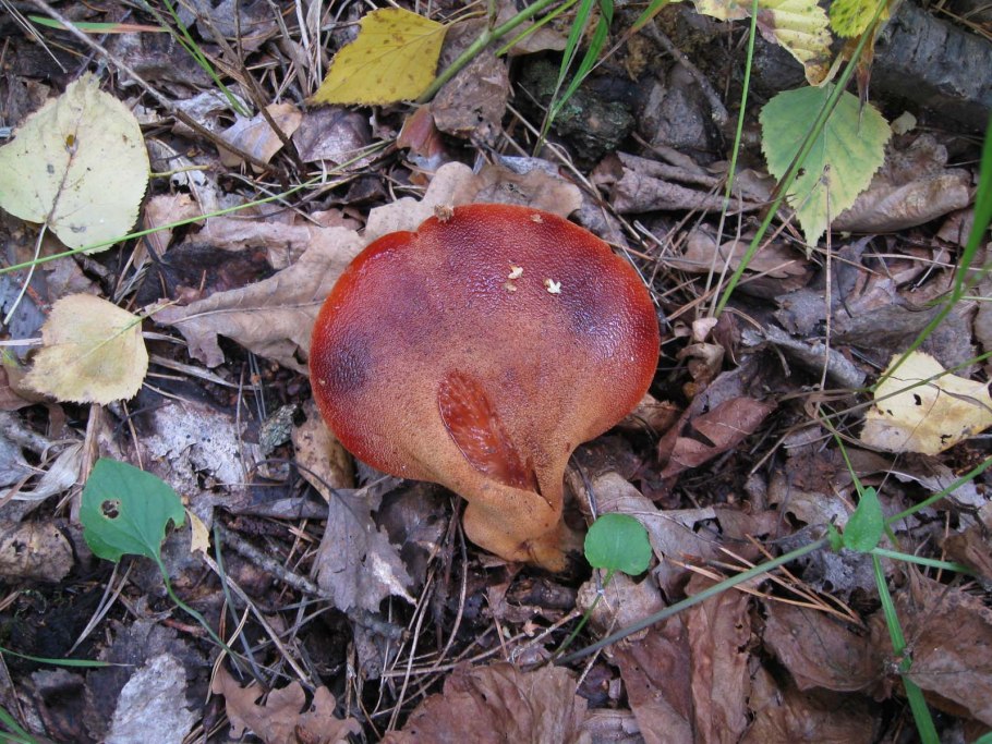 Трутовик печеночник гриб