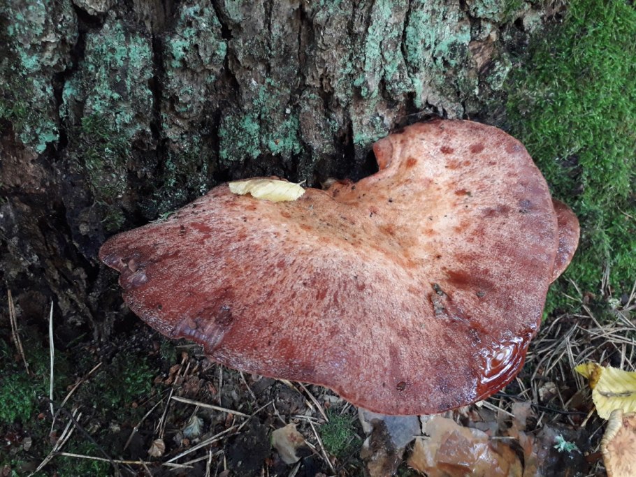 Печёночница обыкновенная