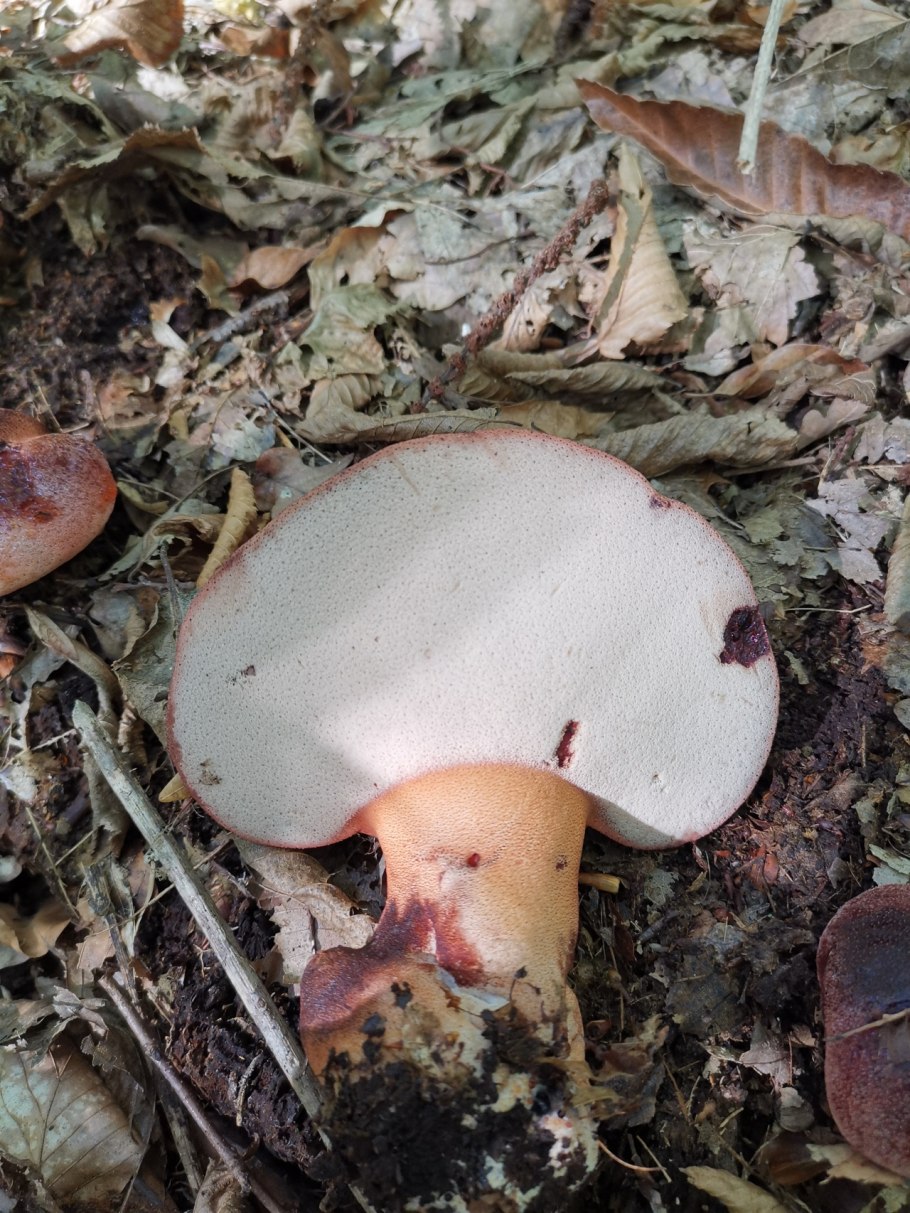 Печёночница обыкновенная гриб на пне