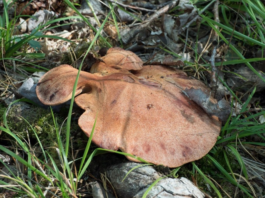 Гриб Олений язык