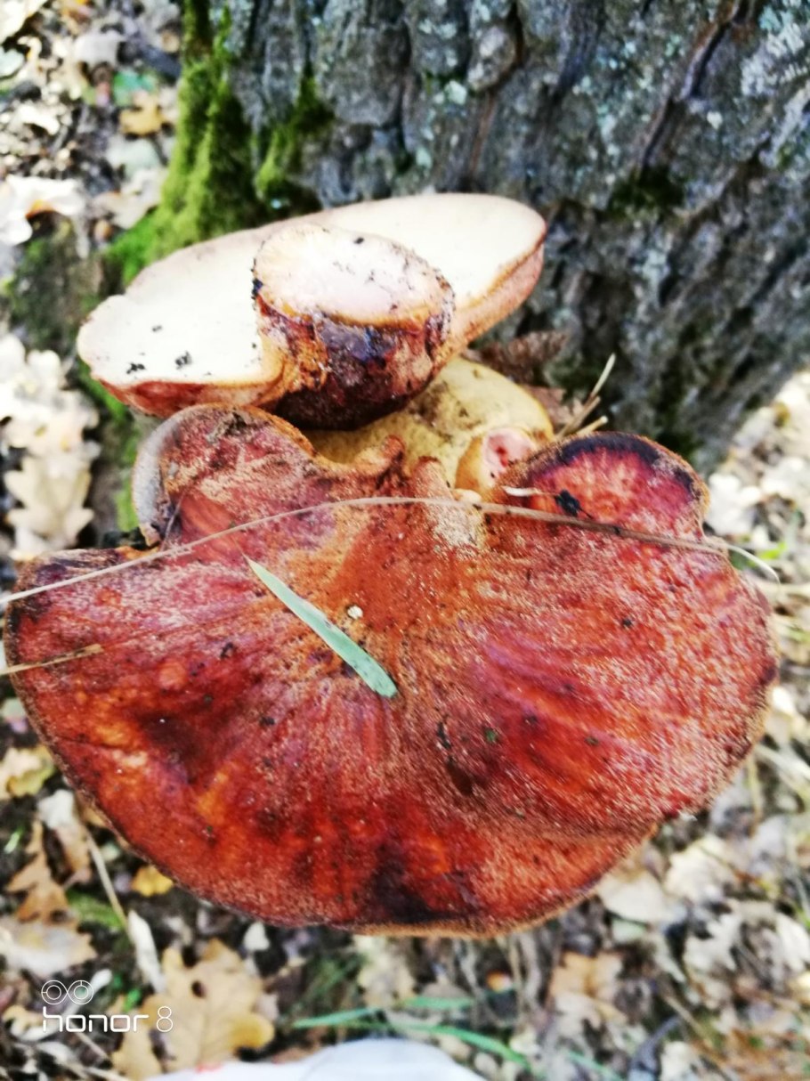 Гриб Тёщин язык печеночник