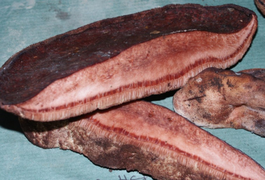 Печеночница обыкновенная – Fistulina hepatica (Schaeff.) Fr.