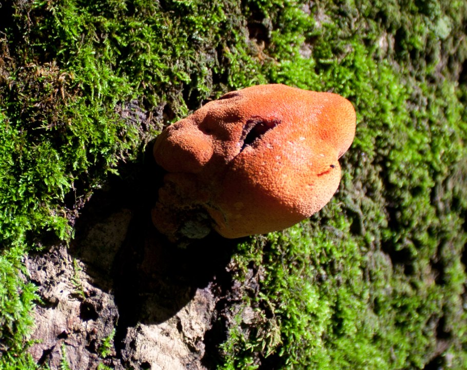Печёночница обыкновенная гриб