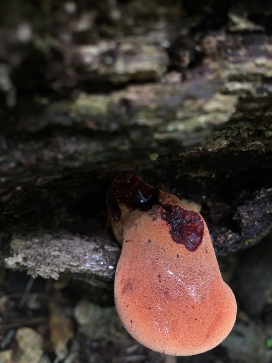 Пикнопореллус бело-желтый