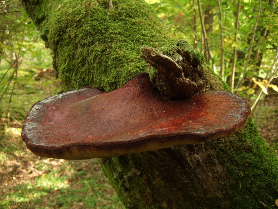 Печёночница (Fistulina hepatica)