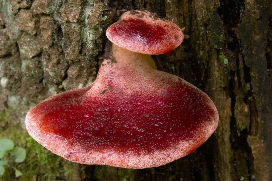 Гриб Тёщин язык печеночник