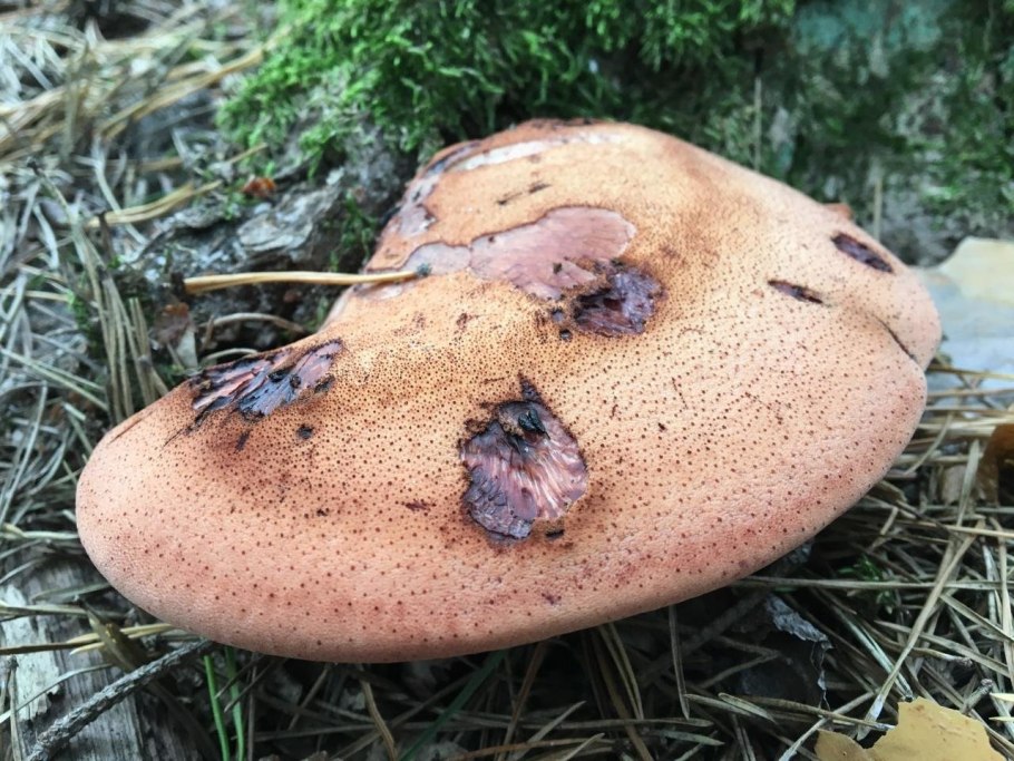 Печёночница (Fistulina hepatica)