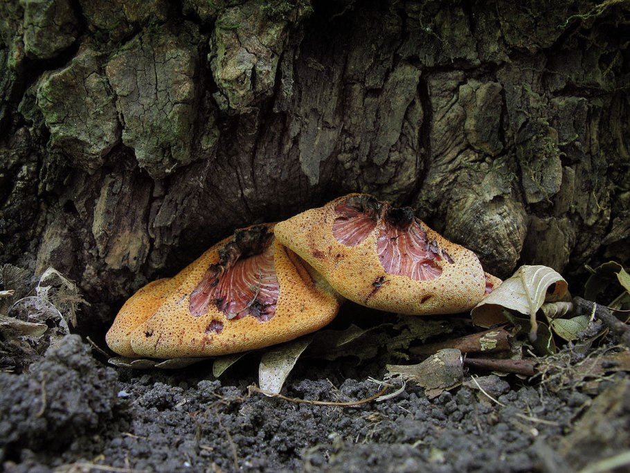 Fistulina hepatica печеночница обыкновенная