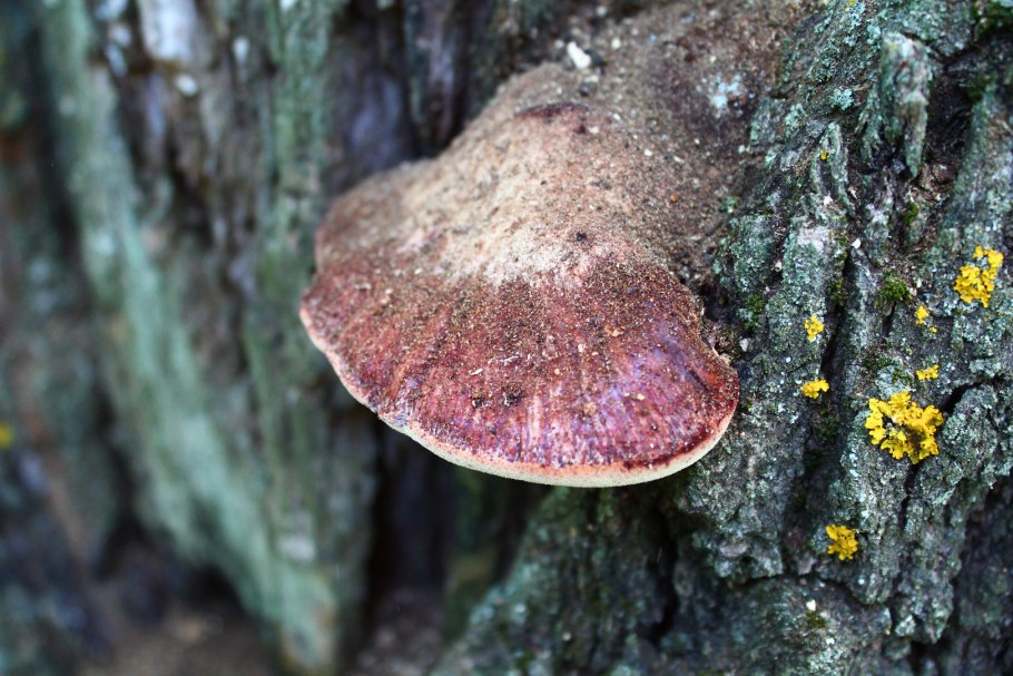 Трутовик печеночник гриб