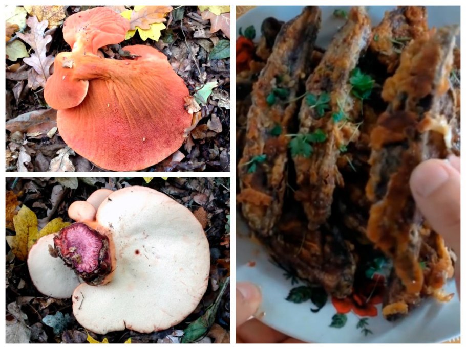 Пахучий трутовик