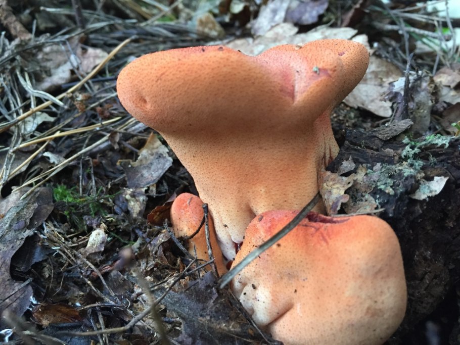 Печёночница обыкновенная гриб