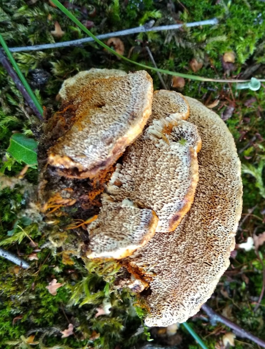 Трутовик окаймлённый