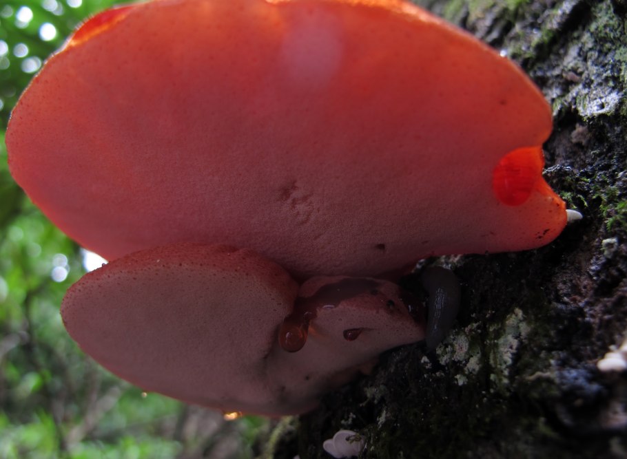 Печёночница обыкновенная гриб