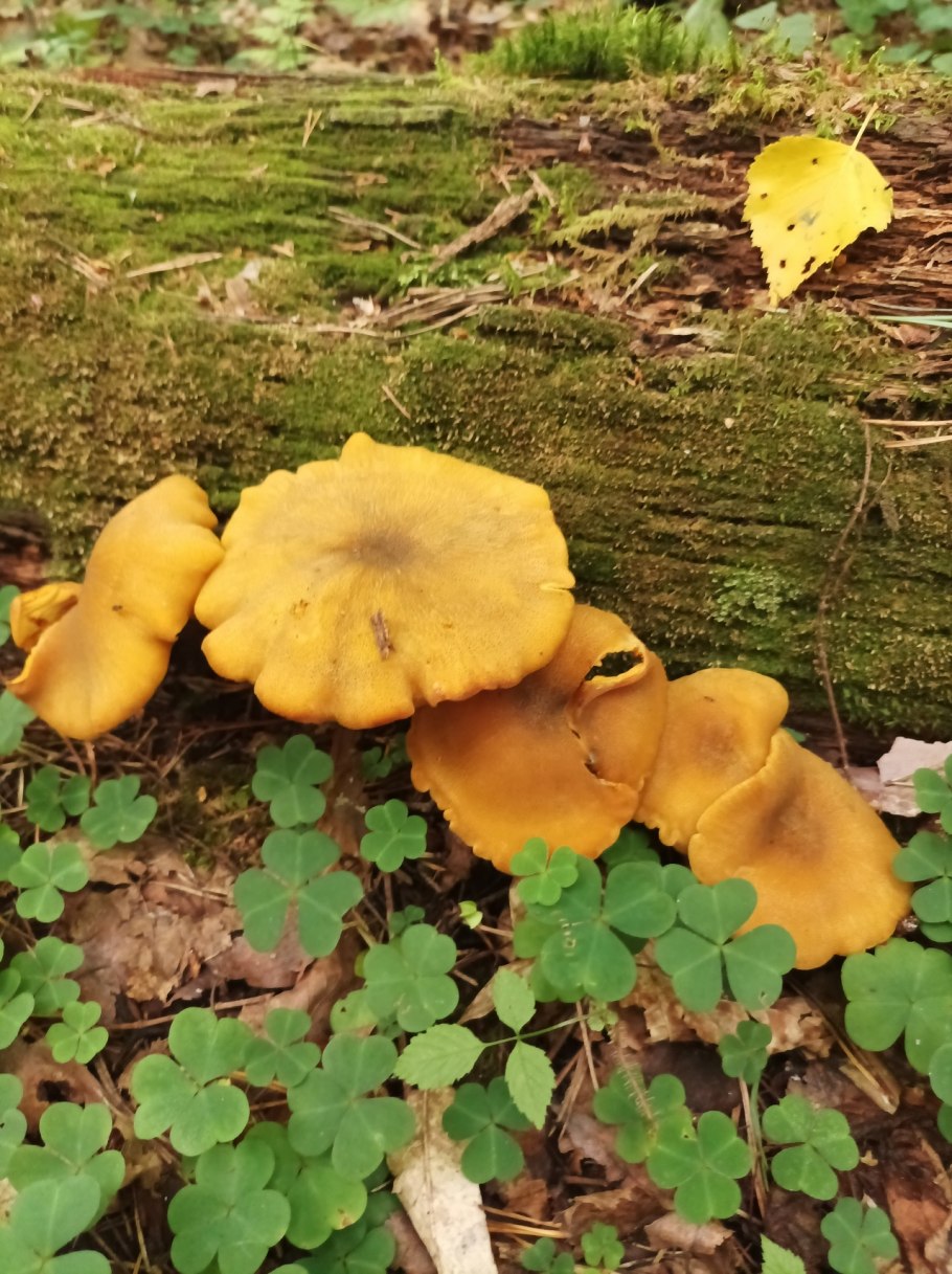 Грибы отряд рядовок