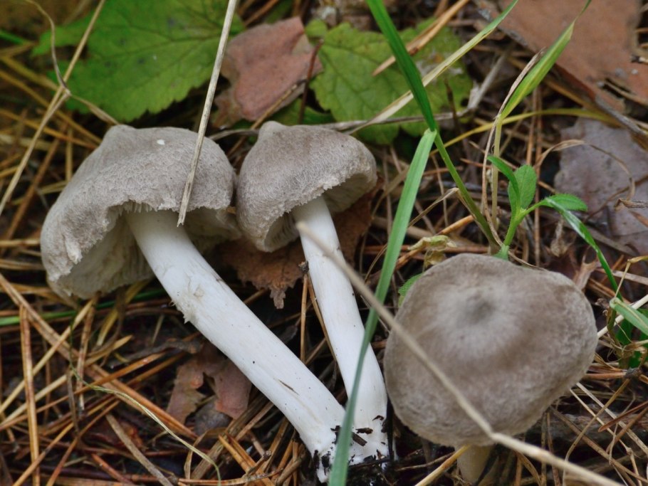 Лиофиллум скученный Lyophyllum decastes