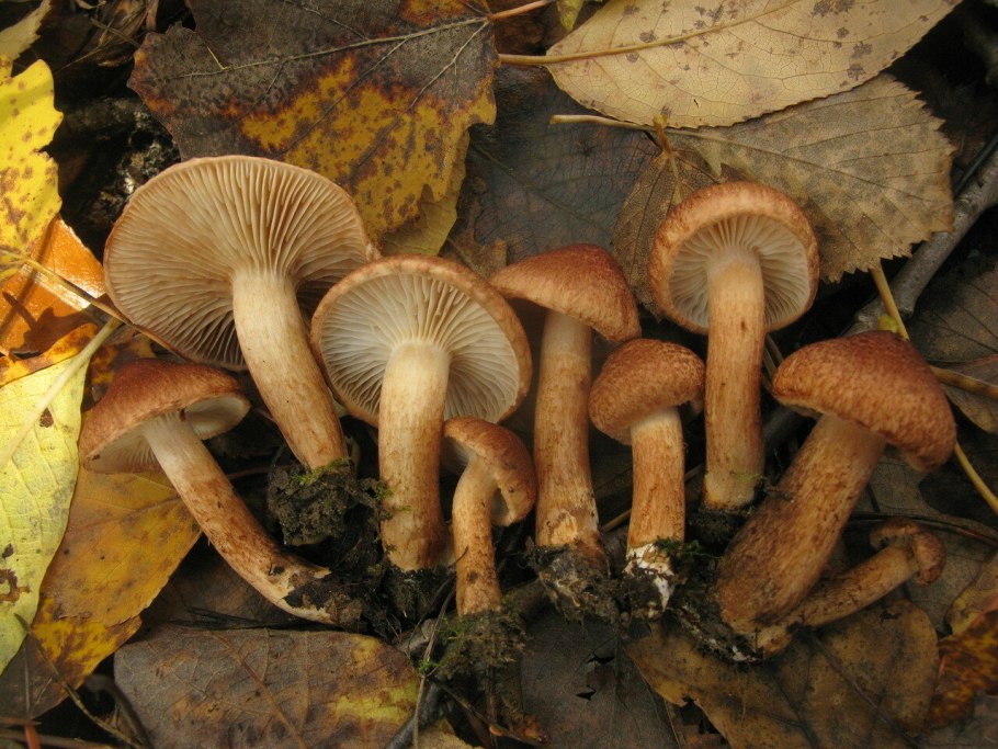 Tricholoma vaccinum