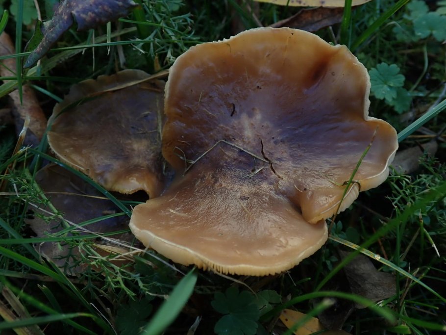 Свинушка paxillus rubicundulus