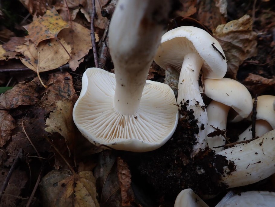 Рядовка голубиная (лат. tricholoma columbetta)