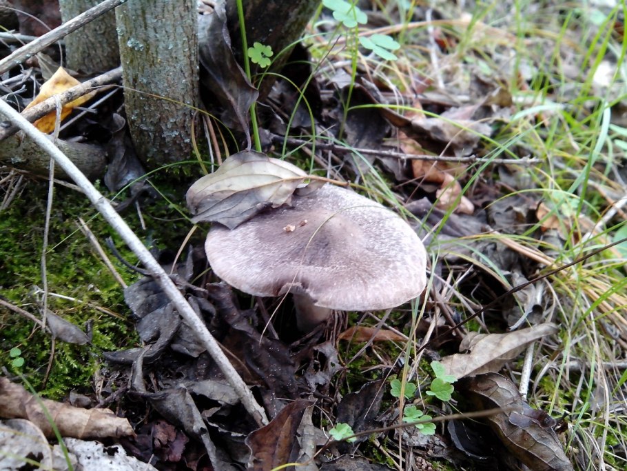 Рядовки грибы мышата