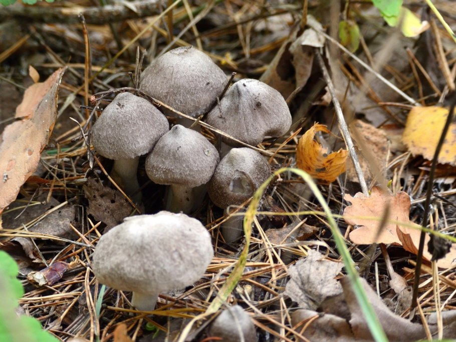 Рядовка штриховатая (Tricholoma portentosum).
