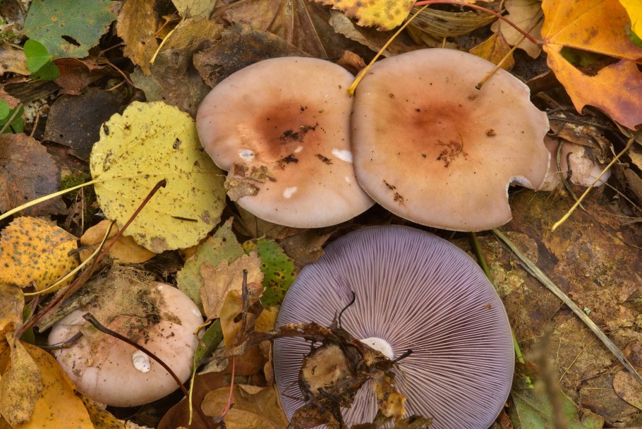 Жемчужная рядовка