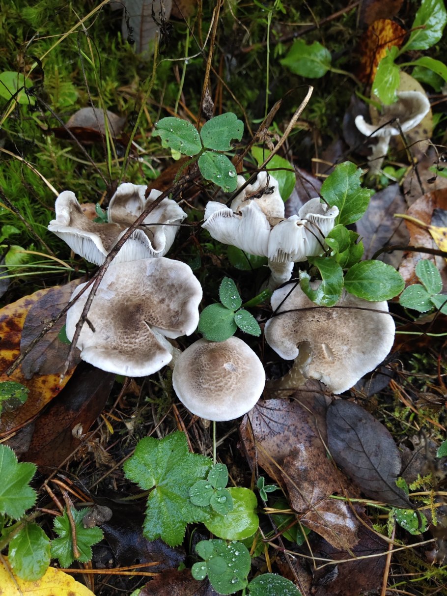 Рядовка тигровая tricholoma pardinum