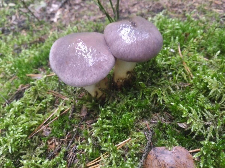 Рядовка фиолетовая съедобные грибы