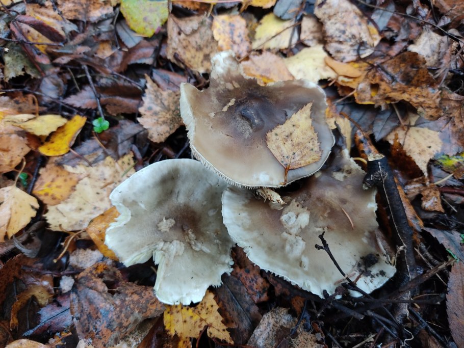 Рядовку землисто-серую (Tricholoma terreum)