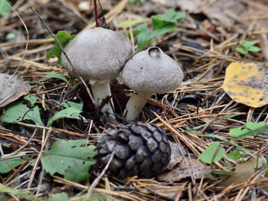 Рядовка землисто серая