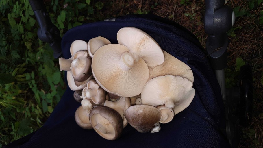 Вёшенка устричная pleurotus ostreatus