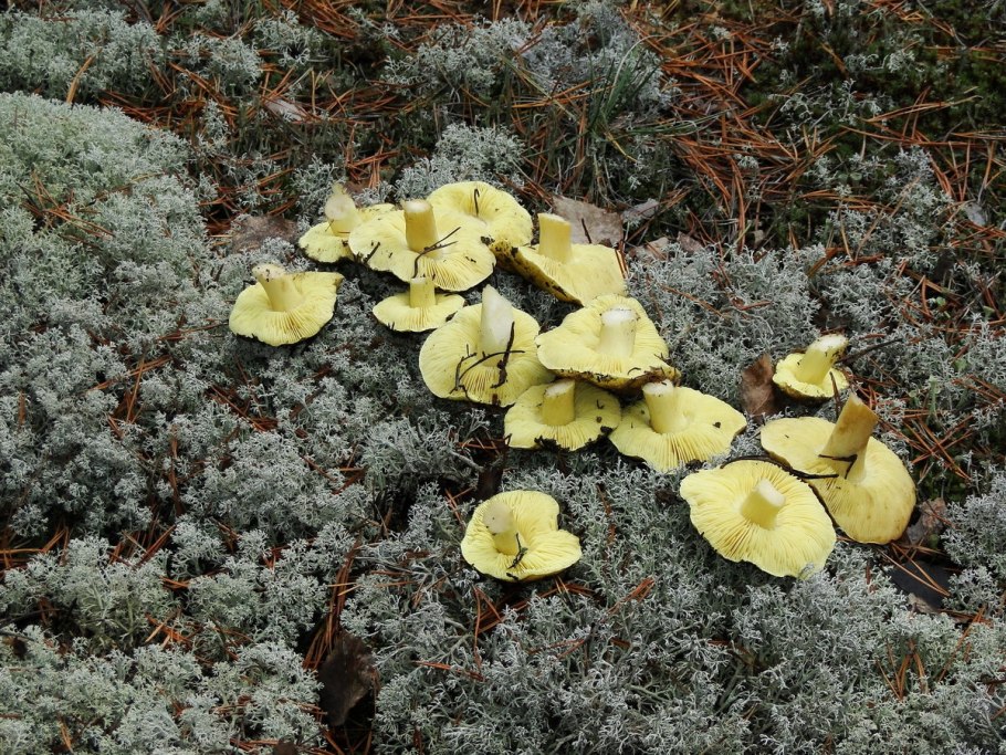 Гриб серушка и зеленушка