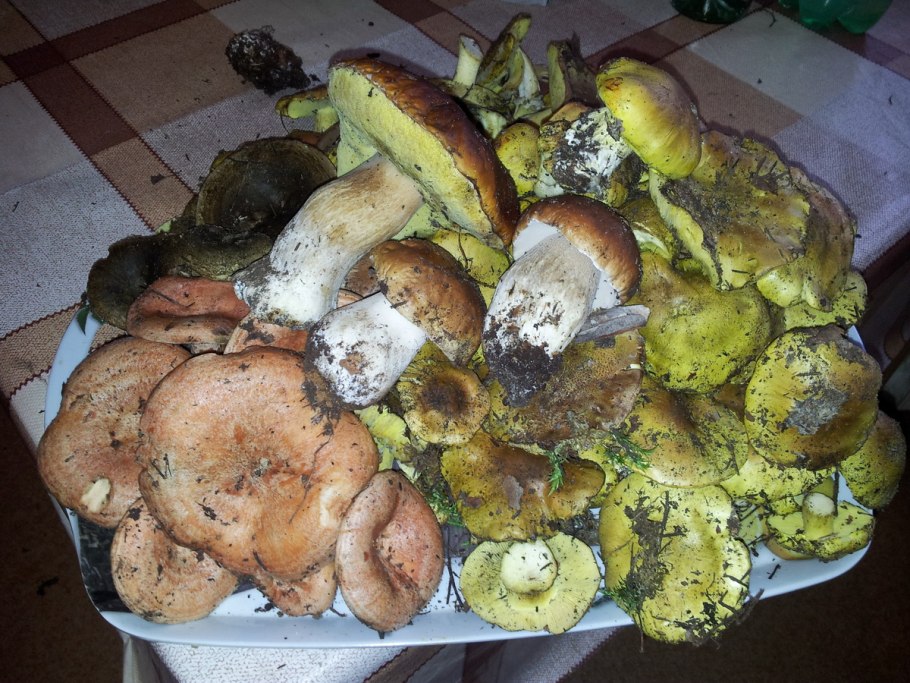 Ассортимент зеленушки