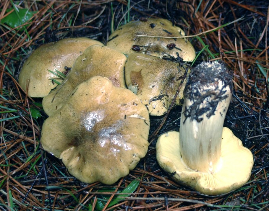 Tricholoma olivaceotinctum