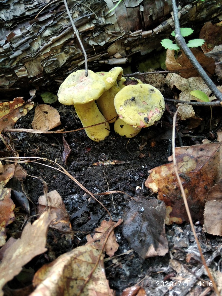 Зеленушки серушки рядовки