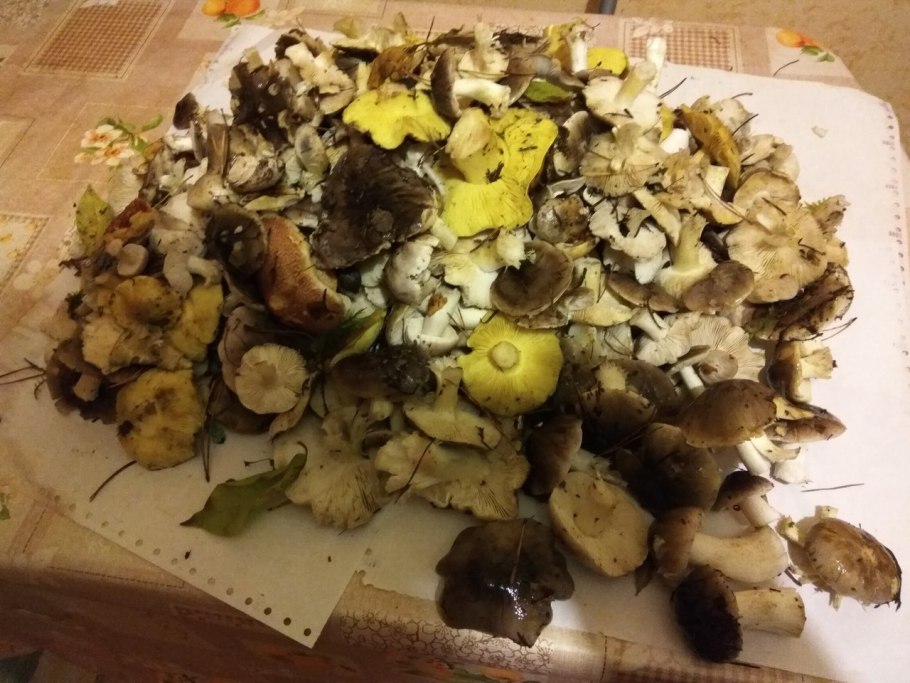 Грибы подзеленки