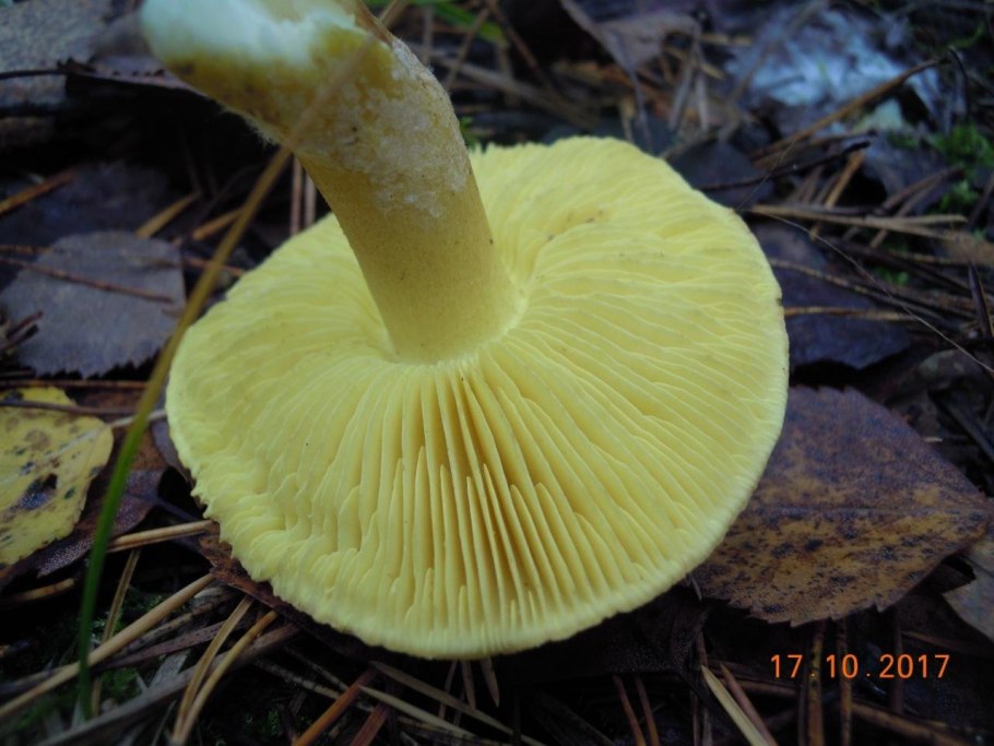 Рядовка Лиственная Tricholoma frondosae