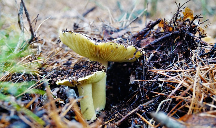 Зеленушка (Tricholoma equestre)