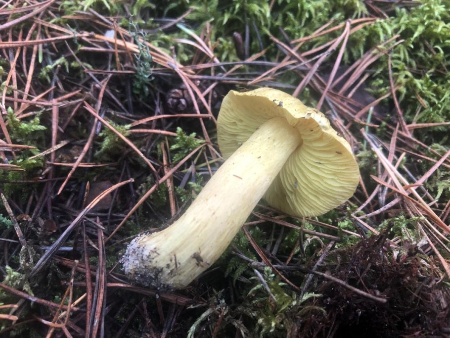 Гриб зеленуха желтопузая