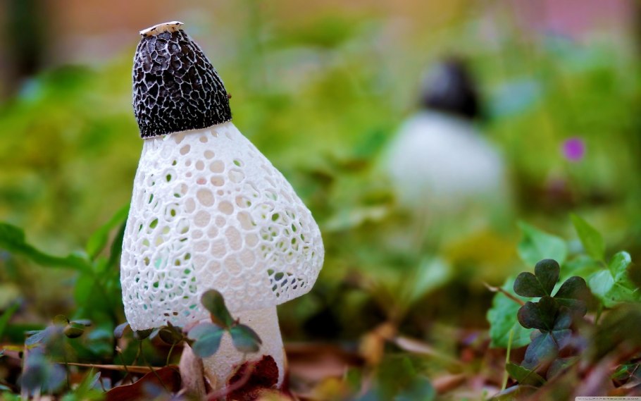 Гриб Сетконоска