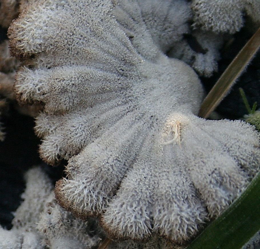 Грибы в виде паутинки