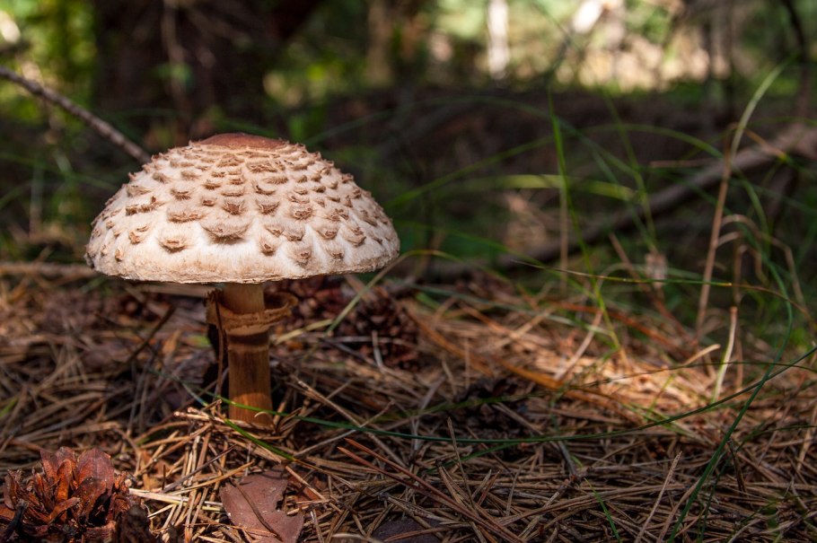 Грибы в виде воронки