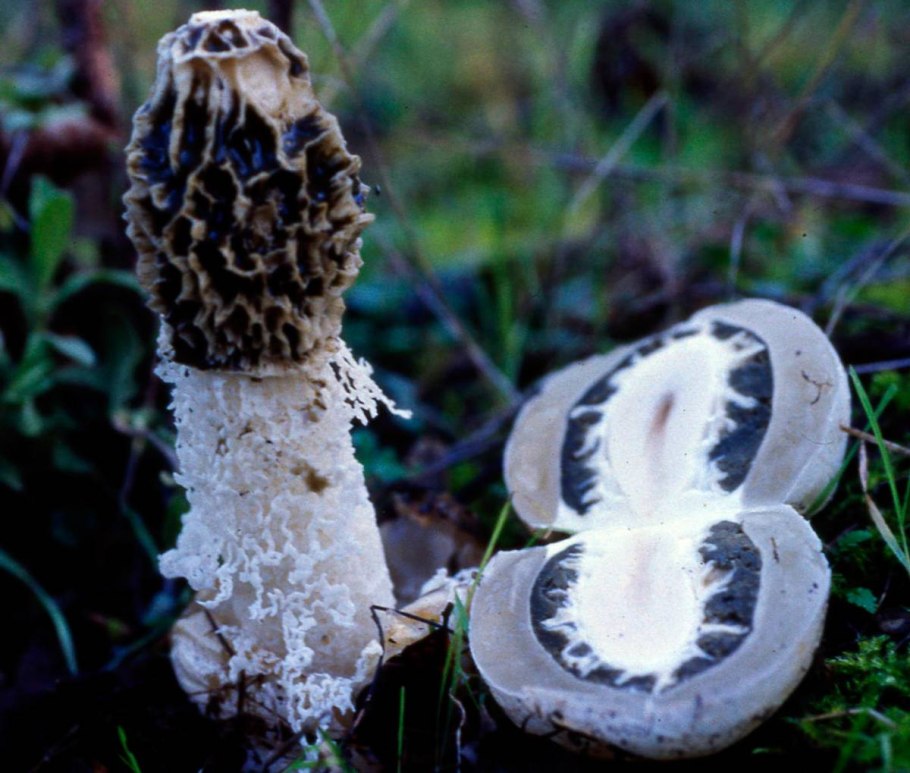 Грибы пестрый зонтик съедобные