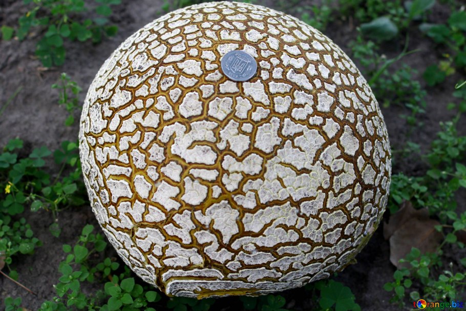 Гриб пантера