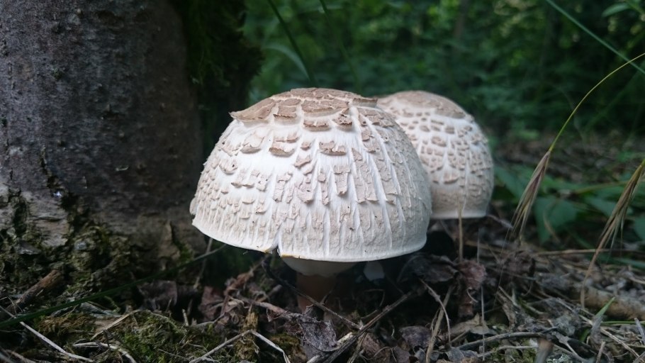 Грибы растут в траве семейкой